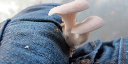 How to Grow Mushrooms on Your Jeans