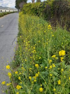 Black mustard, Brassica nigra: Leaves, flowers and seeds are edible. Black mustard is a superfood. It is very high in fiber and vitamins A, C and K. It also has a lot of calcium, folate, iron, manganese, potassium, and vitamins B6 and E. And it has some fatty acids, protein, and phosphorus. Like many mustards, black mustard is anti-inflammatory and antioxidant. Mustard can be eaten raw and added to salads or made into pesto. Because it becomes too coarse and strong in summer, mustard should be cooked and added to soups, pizzas and lasagna.