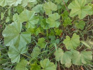 Cheeseweed, Malva parviflora: Leaves, stalks, fruits and roots are edible. Cheeseweed is a superfood. It is rich in chlorophyll, calcium, fiber, iron, magnesium, pectin, potassium, selenium, and vitamins A and C. Its leaves, shoots and roots are an anti-inflammatory and antioxidant. Cheeseweed leaves have a bland flavor and are best eaten raw, although it is often added to soups.