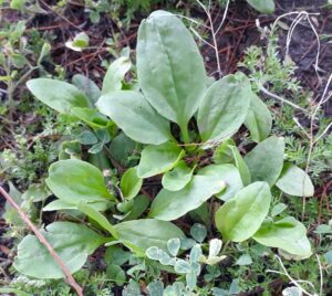 Plantain, Plantago major: Eat the abundant leaves. Plantain is nearly a superfood. The leaves are very high in calcium, fiber and vitamin A. They are also high in vitamins C and K. They have mild anti-inflammatory and antimicrobial properties and are excellent as a salve for healing wounds. While mild in taste, plantain leaves are high in cellulose and should be lightly cooked to make digestion easier.