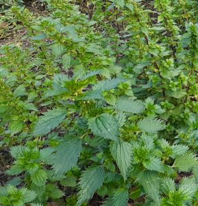 Stinging nettle, Urtica urens: Eat the leaves. Stinging nettle is a superfood. It is rich with chlorophyll, calcium, iron, magnesium, potassium, and vitamins A, C, D and some K. It is an anti-inflammatory. Stinging nettle must be cooked to eat—you will get stung if not. Steaming, boiling and adding raw leaves to dishes, such as pizza, are all that is needed to remove the sting.