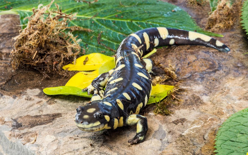 Tiger Salamander