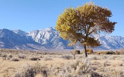 Ecological Impacts of Southern California’s Thirst on the Owens Valley Region
