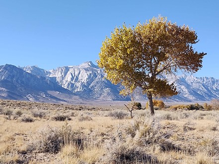 Ecological Impacts of Southern California’s Thirst on the Owens Valley Region