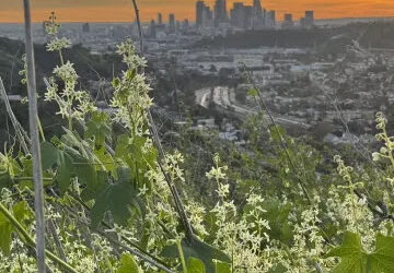 There’s A Freeway In The Creekbed! Finding The Wild Places Along The Arroyo Seco