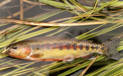 Have You Ever Heard of the Golden Trout – California’s State Fish?