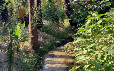 Protecting San Pascual Park: Draft EIR is out. Help us protect an irreplaceable environmental treasure
