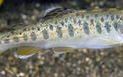 Can We See A Return Of The Endangered Southern Steelhead Trout?